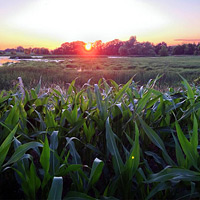 Swamp Angel Farm