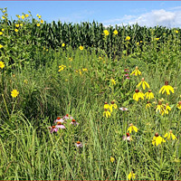 Swamp Angel Farm