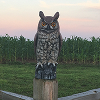 Swamp Angel Farm